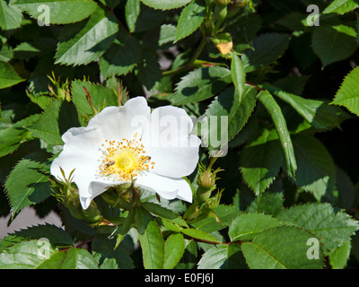 rose flower ,rose, eglantine, dog-rose, pink rose flower Stock Photo ...