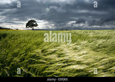 Wind blows through a field of wheat in Tollerton, Nottinghamshire England UK Stock Photo