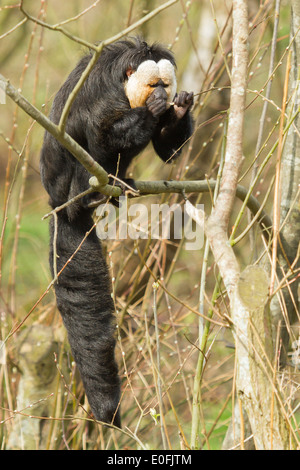 White-faced Saki (Pithecia pithecia) or also known as Golden-face saki monkey is eating Stock Photo