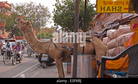 Camel and its load about to enter a busy street in the center of Jaipur. This traditional form of transport is still widely used Stock Photo