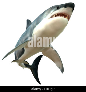 The Great White Shark is the largest predatory fish in the sea and can grow to 26 feet and live as long as 70 years. Stock Photo