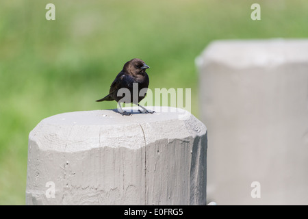 Brown-headed Cowbird, spring in BC Canada Stock Photo