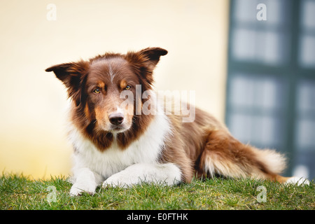 Brown border collie lying outside and looking at the camera. Stock Photo