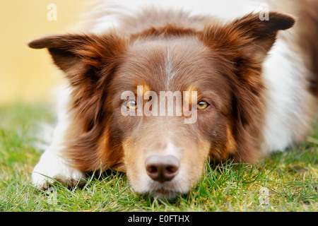 Brown border collie lying outside and looking at the camera. Stock Photo