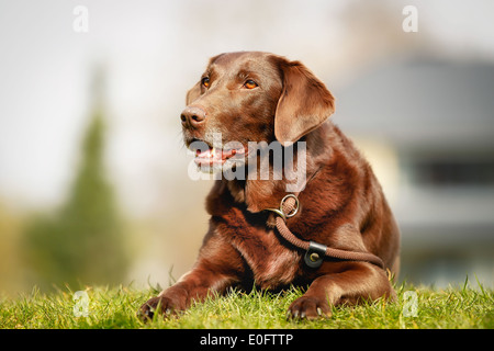 Brown labrador retriever lying outside on grass during spring time. Stock Photo