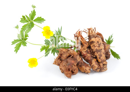 flower and root (Potentilla erecta) on white Stock Photo