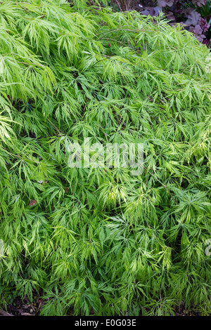 Finely cut fresh spring foliage of the Japanese maple, Acer palmatum var dissectum Stock Photo
