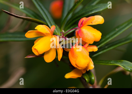 Spring flowers of the barberry, Berberis trigona 'Orange King' Stock Photo
