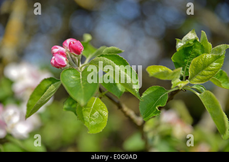 Budding Apple Tree Blossom Stock Photo