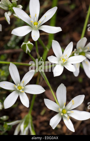 Flowers of the spring flowering Star of Bethlehem, Ornithogalum umbellatum Stock Photo
