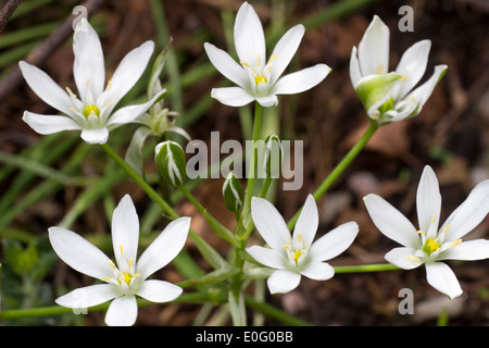 Flowers of the spring flowering Star of Bethlehem, Ornithogalum umbellatum Stock Photo