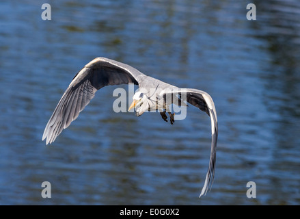 Adult Grey Heron in low level flight Stock Photo