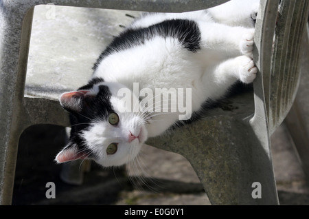 Beautiful cat laying sideways on an old white garden chair, April 2014 Stock Photo