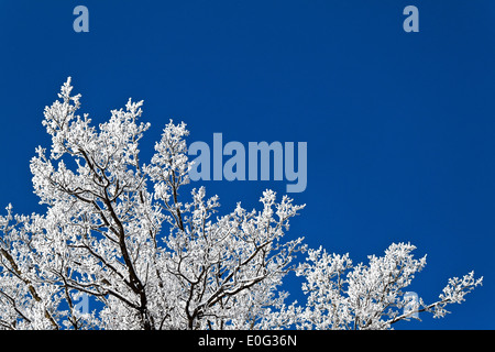 A scenery with hoarfrost, frost and snow on tree in winter., Eine Landschaft mit Raureif, Frost und Schnee auf Baum im Winter. Stock Photo