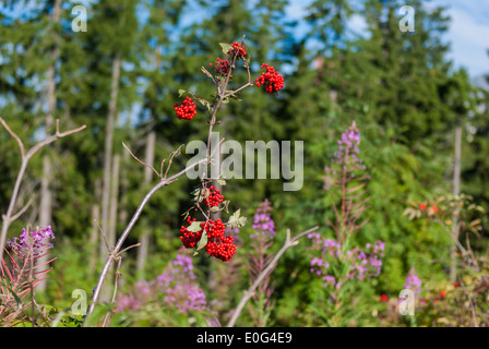 Red Elderberry (Sambucus racemosa) and Rosebay Willowherb (Fireweed) (Chamerion angustifolium), Tatra Mountains, Slovakia Stock Photo