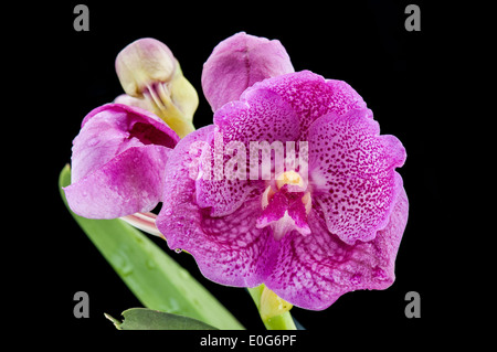 Pink flowers of Vanda orchid. Stock Photo