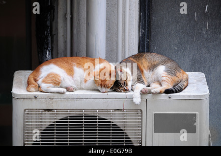 Lazy cat couple asleep outdoors on an air-con fan, Hong Kong Stock Photo