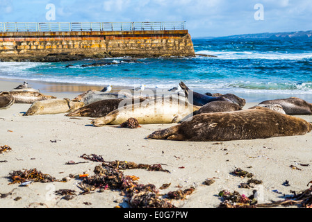 Seals lying on the sand at the Children's Pool beach. La Jolla, California, United States.