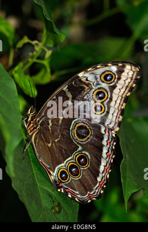 Vertical picture of Common Morpho, Morpho peleides, resting on a green leaf. Stock Photo