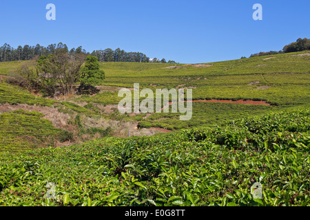 Tea plantation near Tzaneen, Limpopo Province, South Africa Stock Photo