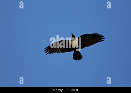 Pied Crow (Corvus albus) in flight. Polokwane game reserve, Limpopo, Stock Photo