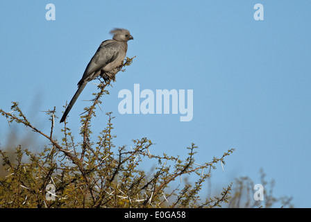 Grey Go-away-bird (Corythaixoides concolor) perched in top of a tree. Polokwane game reserve, Limpopo, Stock Photo