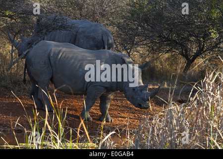 two White Rhinoceroses, Polokwane game reserve, Limpopo, Stock Photo