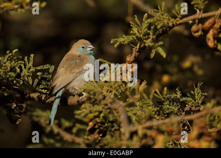 Blue Waxbill (Uraeginthus angolensis) female, Polokwane game reserve, Limpopo,