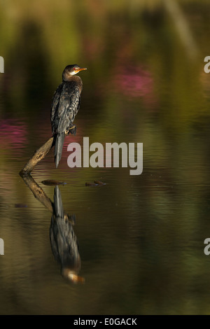 Reed Cormorant (Phalacrocorax africanus) = Long-tailed Cormorant (Microcarbo africanus africanus) juvenile, perched on a pole with reflection in water
