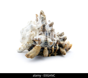 old sea shell isolated on white background Stock Photo