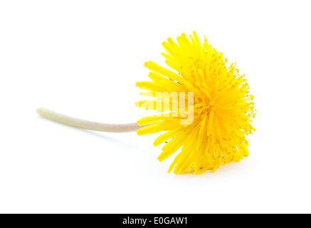 yellow dandelion flower isolated on white background Stock Photo