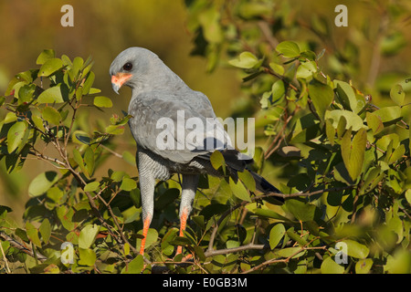 Dark Chanting Goshawk (Melierax metabates ssp. mechowi) perched on a twig with leaves Stock Photo