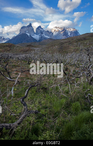 Horns of Paine massive and burned trees (after the 2012 fire). Torres del Paine National Park. Patagonia. Chile Stock Photo
