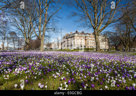 spring flowers in Harrogate Stock Photo