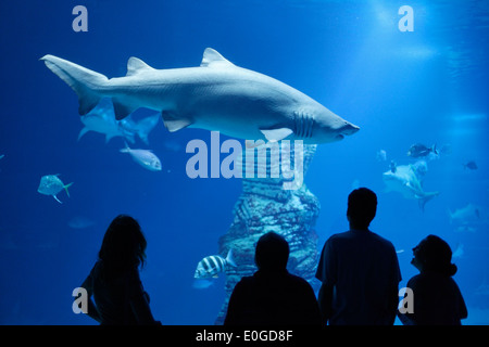 Shark tank, L Oceanografic, the largest aquarium in Europe, Province Valencia, Valencia, Spain Stock Photo