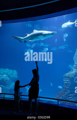 Shark tank, L' Oceanografic, the largest aquarium in Europe, Province Valencia, Valencia, Spain Stock Photo