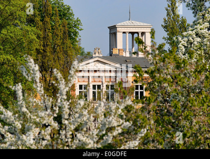 Blooming cherry trees in front of a villa, Pushkin Avenue, Potsdam, Brandenburg, Germany, Europe Stock Photo