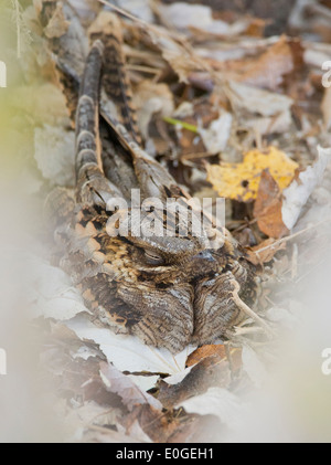 Red necked nightjar Caprimulgus ruficollis roosting during day at La Janda Andalucia Spain during September Stock Photo