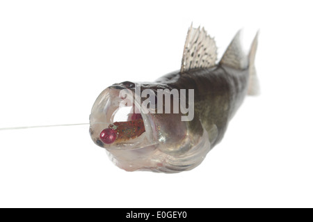 A perch fish with a silicone bait in its mouth Stock Photo - Alamy