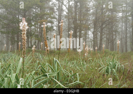 Trees in the fog. Photo taken on the Galician forest (Spain) Stock Photo