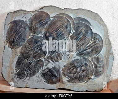 Bunch of Trilobites Stock Photo