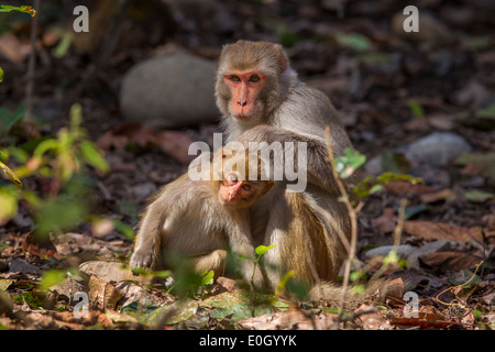 The Rhesus Macaque (Macaca mulatta) at Jim Corbett National Park, India. Stock Photo
