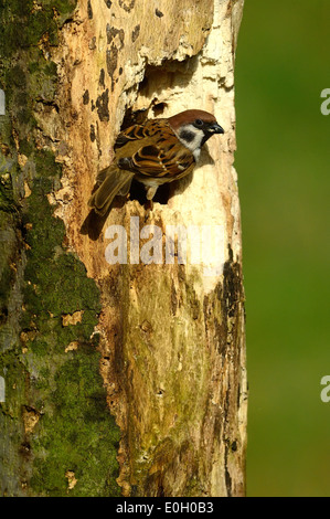 Feldsperling (Passer montanus) Tree Sparrow • Ostalbkreis, Baden-Württemberg, Deutschland Stock Photo