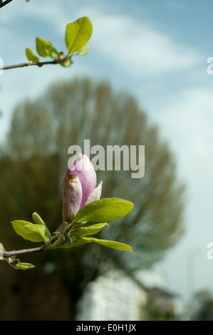 magnolia flower in bud Stock Photo