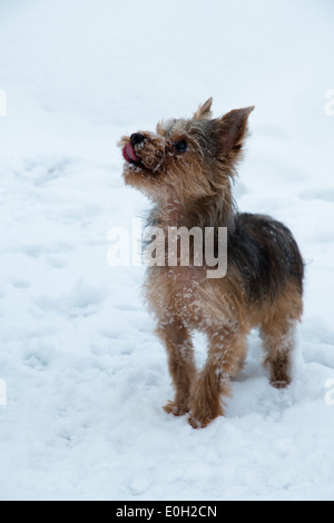 Yorkshire terrier (Canis lupus familiaris) standing in the snow looking up at his owner Stock Photo