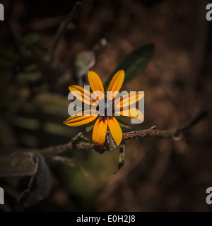 A black eyed susan growing in the Miller State Park, New Hampshire Stock Photo