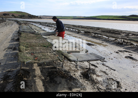 Tim Marshall at the Oysters Beds on the seashore at Rock in Cornwall Stock Photo