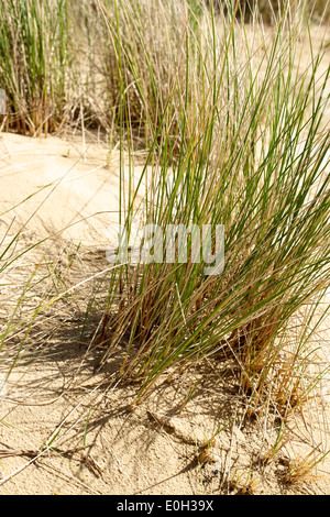 The embryo sand dunes and Marram grass psammosere foreshore at Studland, Dorset Stock Photo