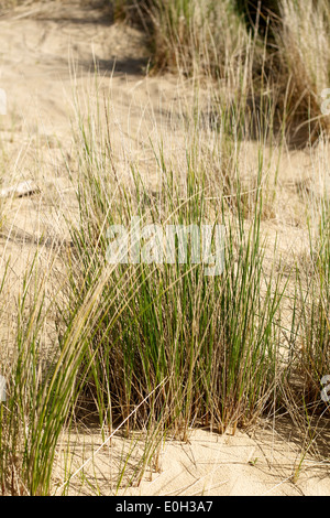 The embryo sand dunes and Marram grass psammosere foreshore at Studland, Dorset Stock Photo