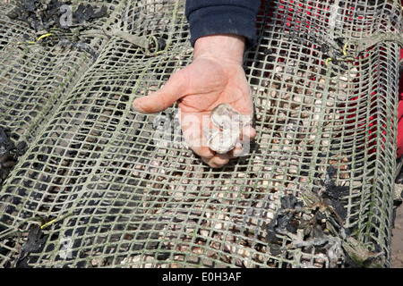 Tim Marshall looking at the Oysters in racks on the seashore at Rock in Cornwall Stock Photo